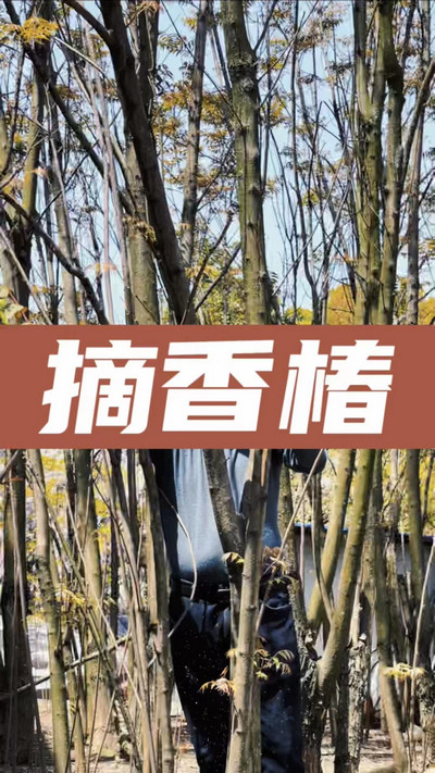 香椿雞蛋有，就缺二兩酒！